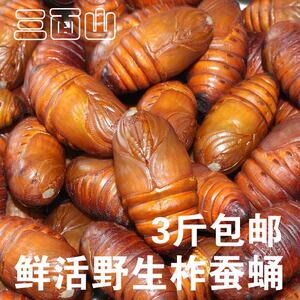 山东新鲜活蚕蛹野生柞蚕蛹大黄蚕蛹茧蛹三面山活蝉蛹子3件包邮