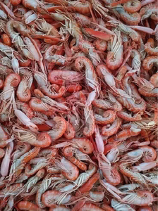 昌黎海域渤海湾特产纯野生天然「狗虾」仁子虾15元一斤5斤包邮