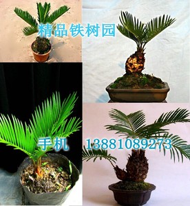 铁树直径1-20厘米 苏铁盆栽盆景防辐射 多肉植物办公室内四季常青
