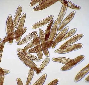 大草履虫教学显微镜观察科研实验观察洄水斑马鱼开口饲料