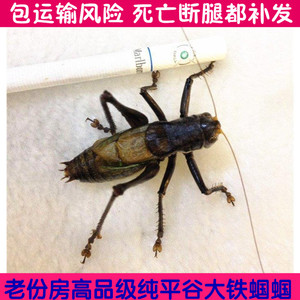 铁皮蝈蝈活体大