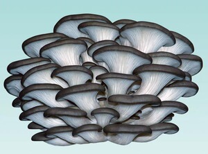 平菇菌种德丰5号纯一代颗粒试管母种一级试管秋冬春出菇,黑色