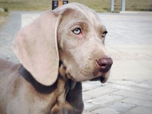 德国威玛猎犬魏玛犬