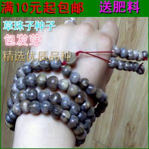 大型观赏绿植草珠子种子菩提佛珠种子当年新种子庭院易种花籽