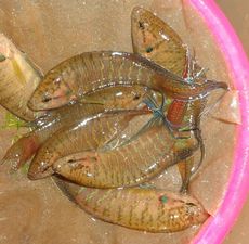 靖西斗鱼_靖西斗鱼