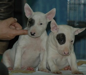斗牛犬牛头梗