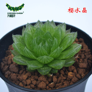 樱水晶 十二卷 进口多肉 玉露 满包邮 大樱水晶