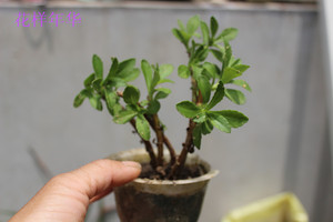 微型盆栽 云南白药 景天三七 愈合小伤口 阳台绿植 花卉