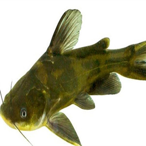 活黄辣丁黄蜡丁火锅鱼 成都海鲜生动食代 一斤十条左右一斤价