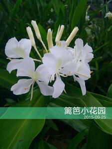 姜花种苗球根包活多种颜色满20包邮