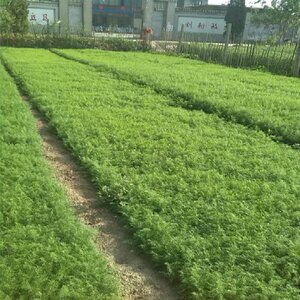 茴香菜河北产地直销茴香苗2斤现割新鲜小茴香茴香菜食用蔬菜