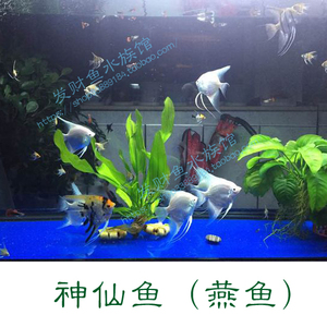 燕鱼七彩神仙