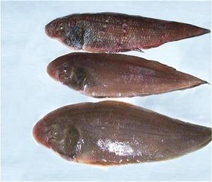 野生海鲜大个比目鱼新鲜大踏板鱼舌头鱼獭目鱼塔么鱼紫板鱼龙力鱼
