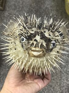 刺豚鱼标本