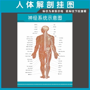 人体神经系统示意图医学宣传挂图人体器官解剖图医院布置海报19