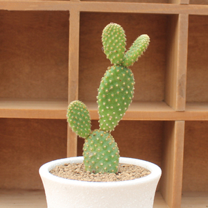 迷你小盆栽 多肉植物 仙人掌白毛掌 黄毛掌桌面防辐射