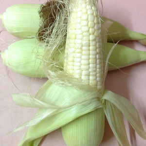 广东茂名本地新鲜香糯玉米 农家自种 现摘现卖 鲜嫩可口糯米粟