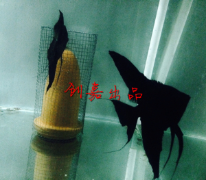 秘鲁神仙,云石 蓝燕 燕鱼,活体.墨燕黑燕,拉丝,自家繁殖