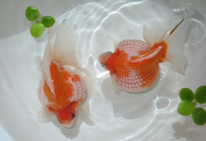 3、什麼是風水魚?