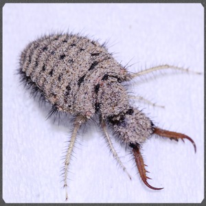 liuchao198804淘宝酷枪黑杀手杀虫剂无色无味家用喷雾苍蝇蚊子飞虫