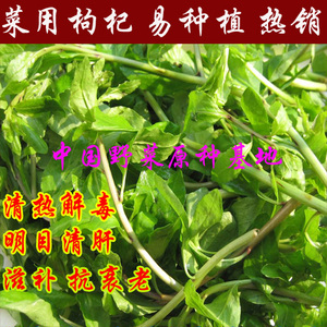 菜用枸杞苗