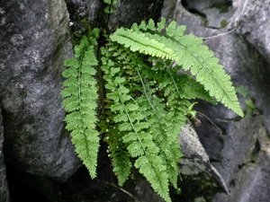 铁角蕨 小凤尾草 吸甲醛花草绿植 雨林缸生态缸植物缸造景素材