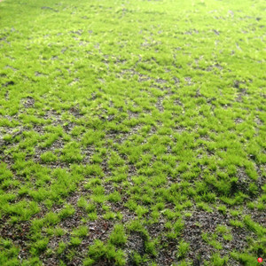超薄超细仿真苔藓草坪地毯微景观青苔盆栽盆景植物墙搭配假泥土