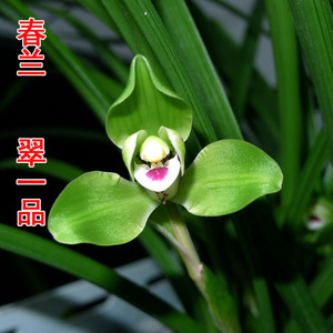 正品春兰水仙瓣翠一壮香味浓郁好养易活绿植 盆栽兰花 免邮
