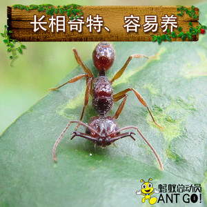 里氏钩猛蚁anochetus risii 蚂蚁世界工坊 牧场 森林 活体宠物
