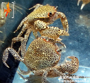 喷点芝麻蟹 4.5cm左右 深水蟹 热带观赏鱼 活体