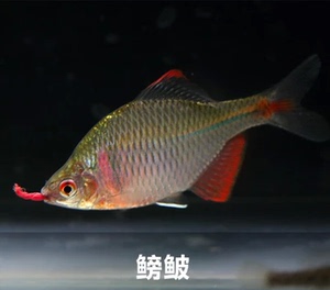 什么是一组游泳的观赏鱼？邓科一家人来飞了
