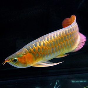 热带鱼观赏鱼aaa金龙鱼活体蓝底过背金龙鱼超血印尼血红龙鱼活体