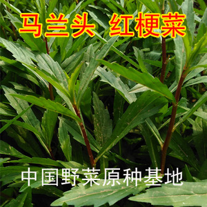 马兰头种苗红梗菜南京特菜野菜鸡儿肠田边菊紫菊螃蜞头草