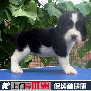 纯种史宾格犬 幼犬出售 活体史宾格 家养警犬宠物狗狗 赛级血统18