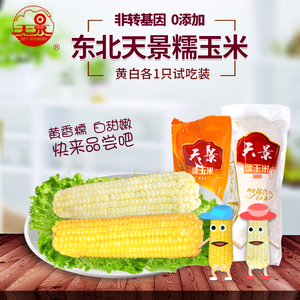 天景糯玉米新鲜东北玉米黏玉米粘玉米玉米棒黄白各1只试吃装