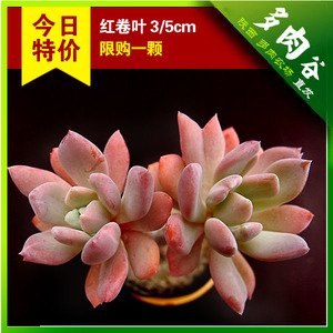 多肉谷|红卷叶 多肉植物防辐射肉肉植物花卉盆栽 多肉