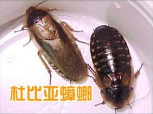 宠物及园艺 水族世界 观赏鱼饲料 蟑螂活体饲料 9.