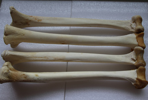 70光彩人生88淘宝新鲜鸵鸟骨,大腿骨,小腿骨,翅骨文玩骨笛骨扇骨串