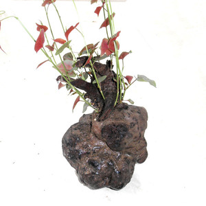 特价何首乌盆景植物野生大何首乌赤乌苗 阳台窗台庭院植物绿盆栽