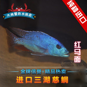 台系进口 三湖慈鲷 红马面鱼 热带鱼 观赏鱼