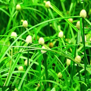 野生新鲜中草药水蜈蚣草 三叶珠 散寒草 一箭球全草 500g包邮.