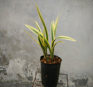 【黄金日向兰花】黄金日向兰花品牌,价格 - 阿里巴巴