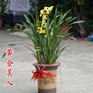 御品金兰黄金美人 金黄色花苞金边线艺 易养清香兰花苗盆栽