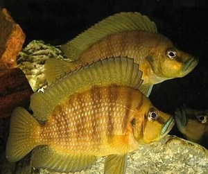 800人付款淘宝三湖慈鲷坦鲷活体 布隆迪六间黄金虎鱼天堂鸟卷贝热带鱼