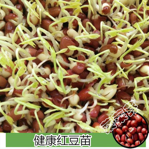 红豆苗种子