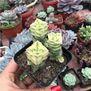 十字星锦 星乙女 星王子 多肉植物盆栽花卉办公室绿植肉肉多肉