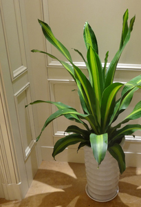 佛山室内客厅绿植 金心也门铁盆栽 一本万利 巴西铁 净化空气花卉