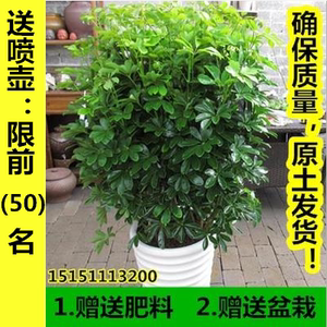 七叶莲鸭脚木图片