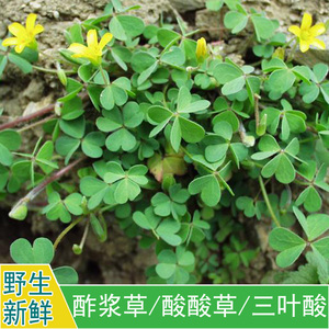 新鲜野外中草药材酢浆草酸浆草三叶酸酸草斑鸠酸咪咪钩钩草250g