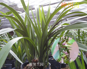 墨兰十大奇花一 神州奇兰花 兰花苗花卉绿植盆栽室内植物